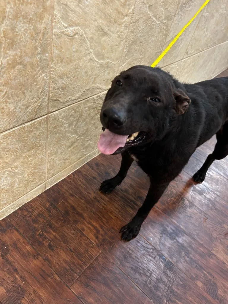 An adult medium-sized male Labrador Retriever dog named Dog Kennel for adoption in Greenville, TX