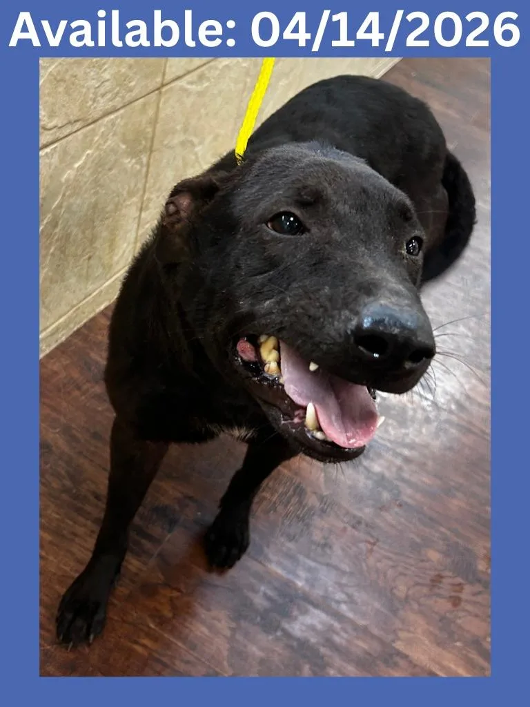 Dog Kennel thumbnail 2