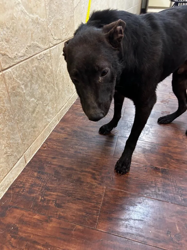 Dog Kennel thumbnail 3