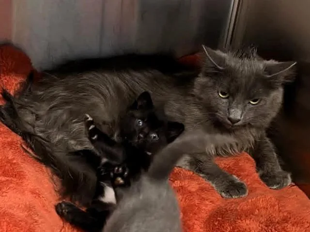 A baby small-sized male Domestic Short Hair cat named Donald for adoption in Tustin, CA