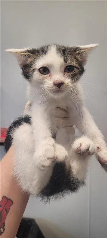 An adult small-sized male Domestic Short Hair cat named Float for adoption in West Chester, PA