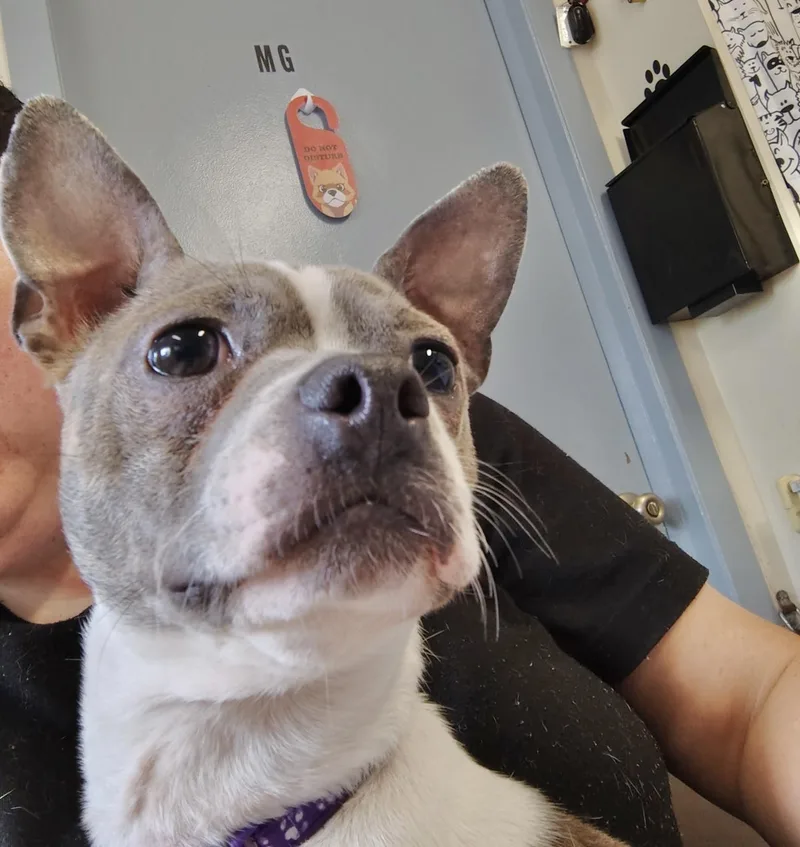 An adult small-sized male Boston Terrier dog named Huey for adoption in Manchester, CT