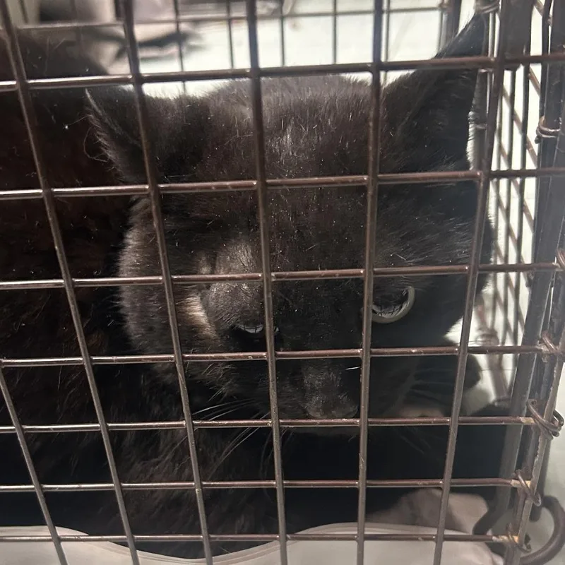 An adult medium-sized male Black Domestic Short Hair cat named Tank for adoption in Philadelphia, PA