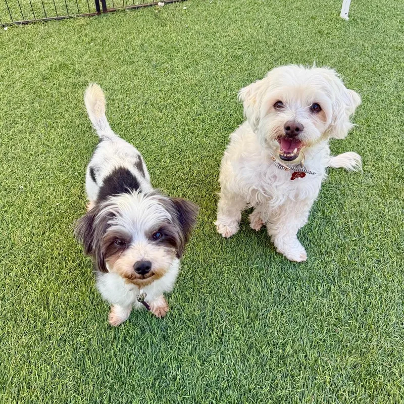 An adult small-sized male White / Cream Maltese dog named Rocky for adoption in Agoura Hills, CA