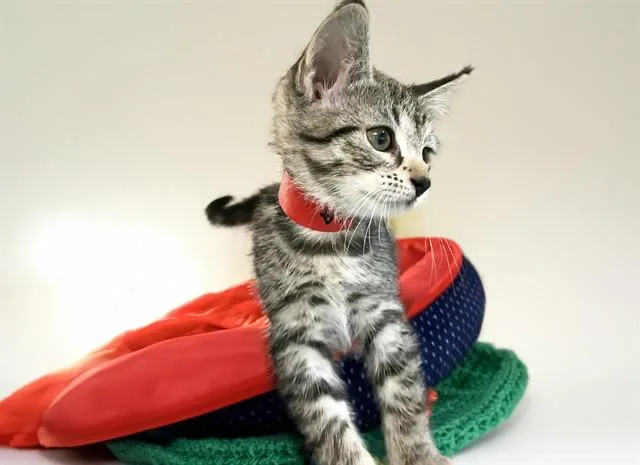 A baby medium-sized female Domestic Short Hair cat named Paula for adoption in Fort Lauderdale, FL