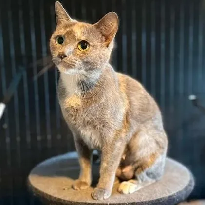 A young medium-sized female American Shorthair cat named Pastel for adoption in Danbury, CT