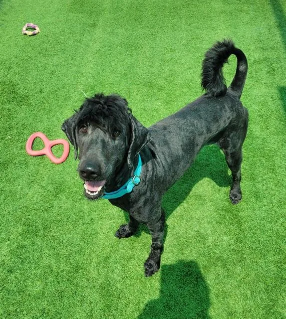 A young large-sized male Poodle dog named Phineas for adoption in Sarasota, FL