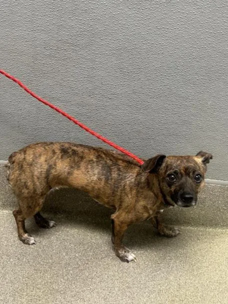 An adult small-sized female Chihuahua dog named Brittany for adoption in Las Vegas, NV