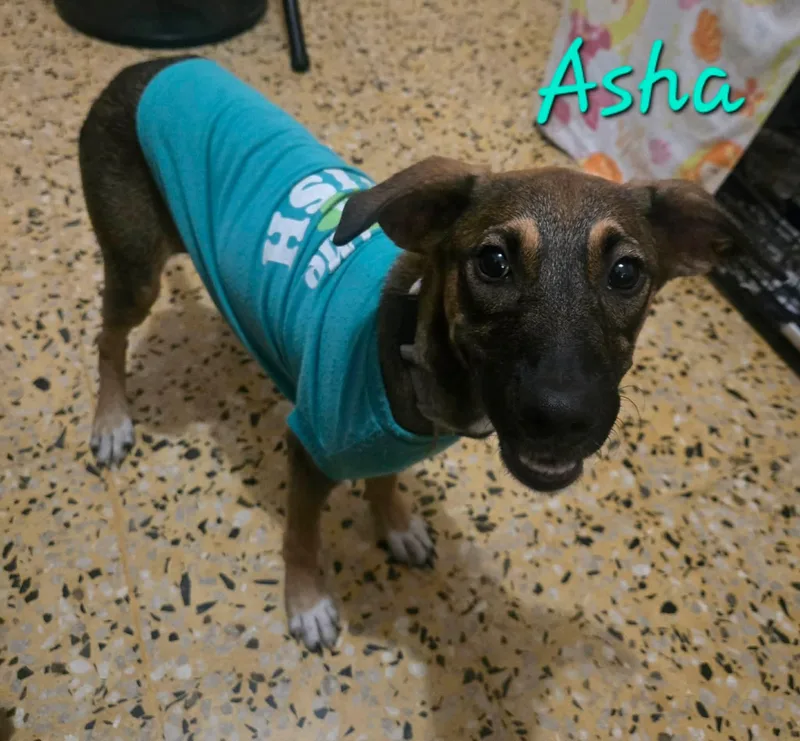 A baby medium-sized female Brown / Chocolate Labrador Retriever dog named Asha for adoption in Huntington, NY