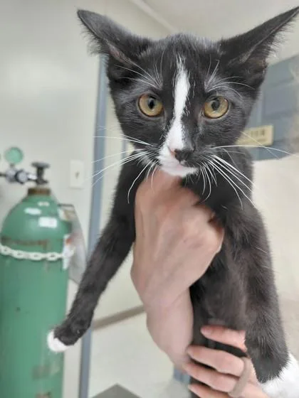 A young small-sized male Domestic Short Hair cat named Linnie for adoption in Conway, AR
