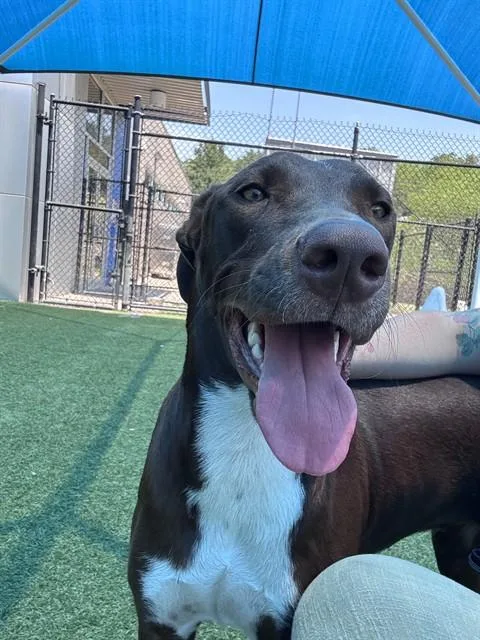 A young large-sized female Mixed Breed dog named Delta for adoption in Dallas, TX