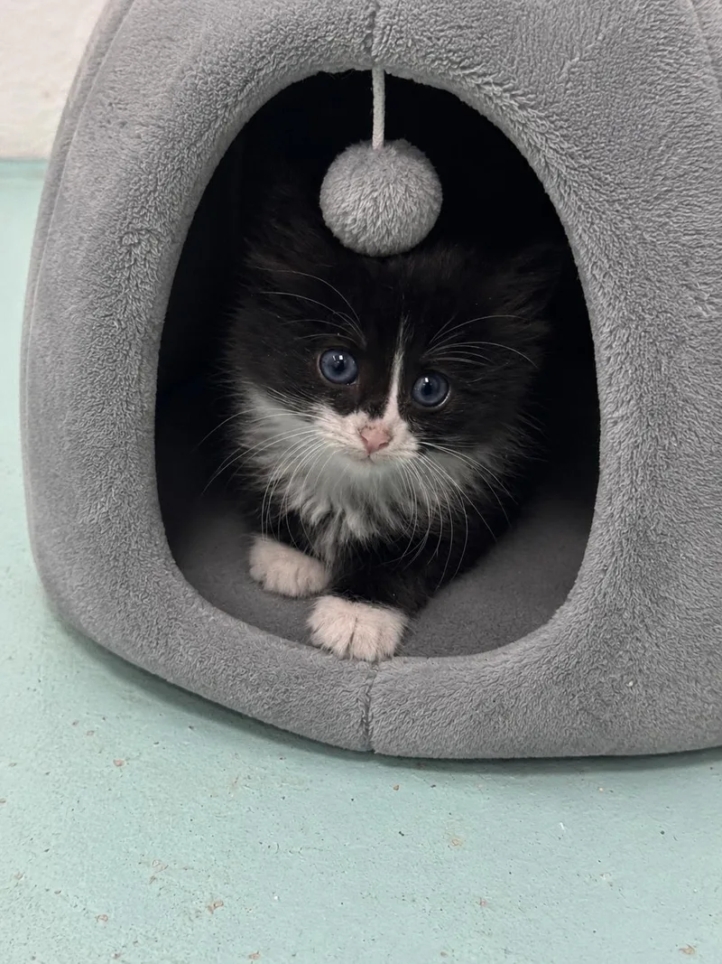 A baby medium-sized male Domestic Medium Hair cat named Gizzy for adoption in Hickory, NC