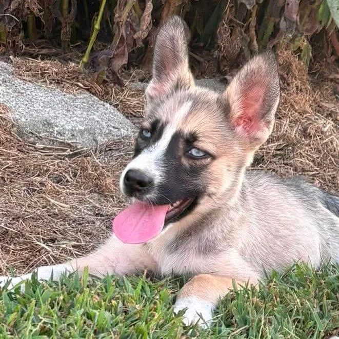 A baby small-sized female Shepherd dog named CT Cavatappi for adoption in Eastford, CT