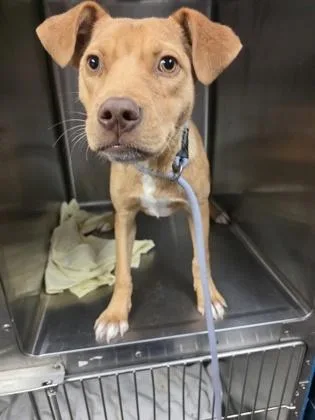 A young small-sized male Mixed Breed dog named Smiley for adoption in Beatrice, NE