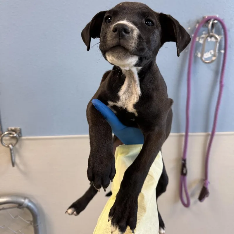 A baby small-sized female Black Mixed Breed dog named Lovebug for adoption in Las Cruces, NM