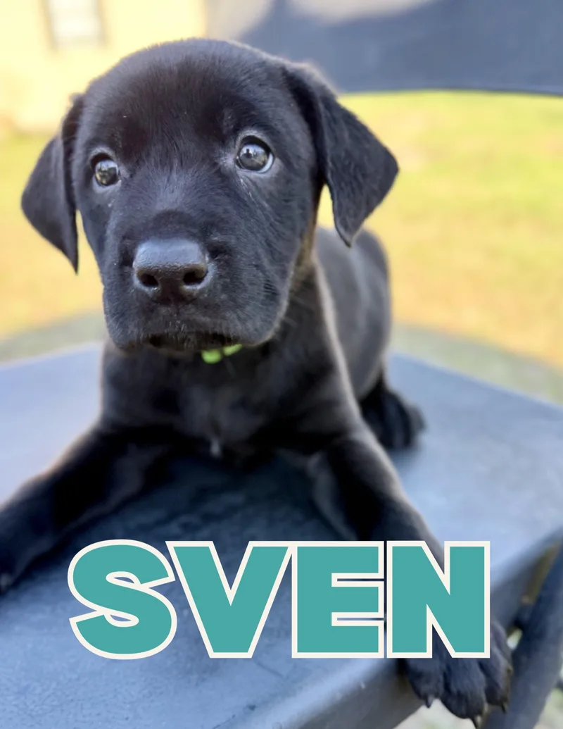 Sven