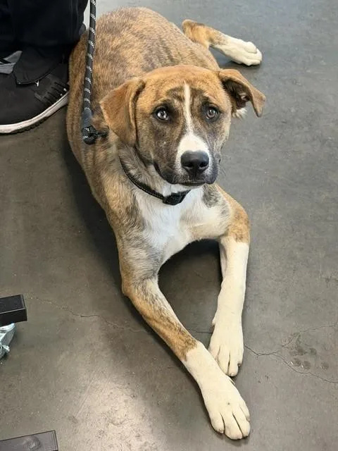 A young large-sized female Boxer dog named Sol for adoption in Chatsworth, CA