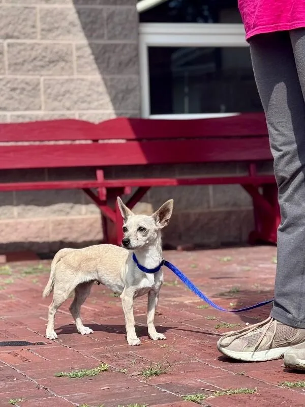 An adult medium-sized female Chihuahua dog named Pixie for adoption in Wooster, OH