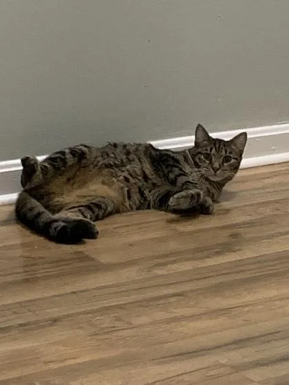 A young medium-sized male Domestic Short Hair cat named Hobbs for adoption in Port Republic, MD