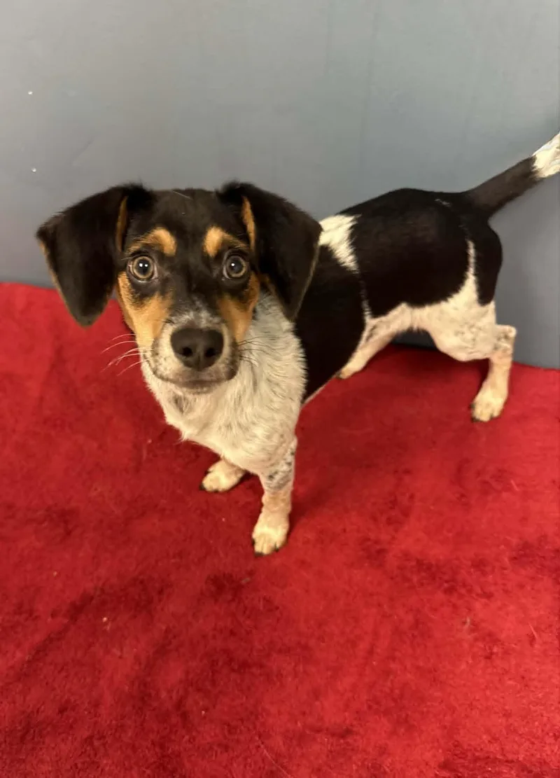 A baby small-sized male Tricolor (Brown, Black, & White) Beagle dog named Hawkeye for adoption in Chambersburg, PA