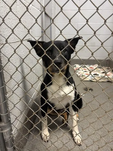 An adult medium-sized male Collie dog named Zeus for adoption in Huntsville, AL
