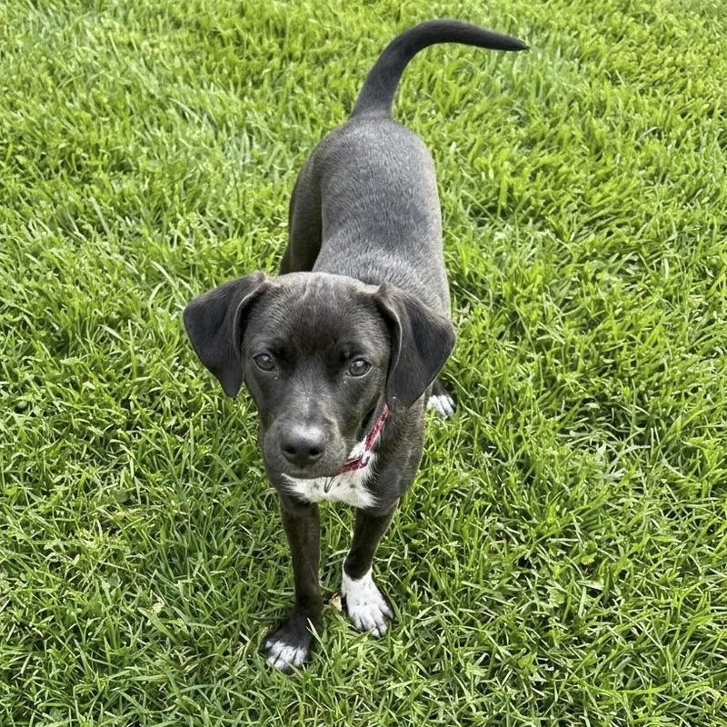 An adult medium-sized male Black Blue Lacy dog named Mike for adoption in Southport, CT
