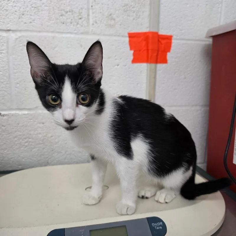 A baby small-sized female Black Domestic Short Hair cat named Oreo for adoption in Edinburg, TX