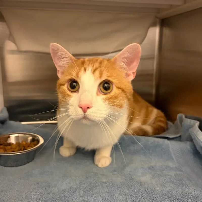 An adult large-sized male Orange / Red Domestic Short Hair cat named Vincent for adoption in Council Bluffs, IA