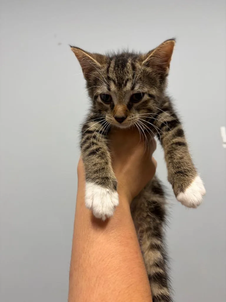 A baby medium-sized male Domestic Short Hair cat named Dandelion for adoption in Bloomington, IN