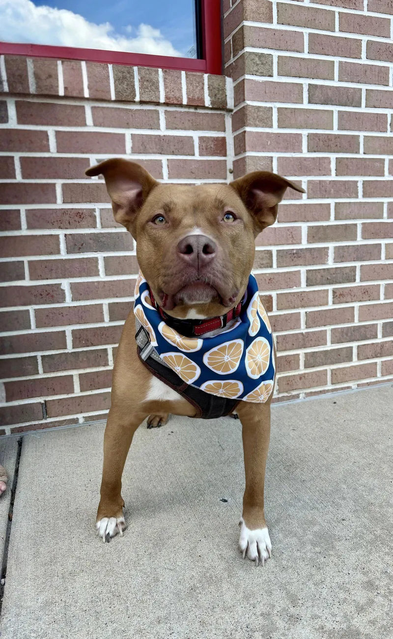An adult large-sized male Pit Bull Terrier dog named Gunner for adoption in Southaven, MS