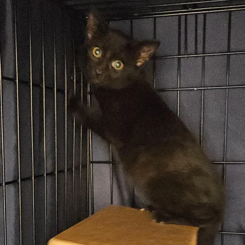 A baby small-sized male Domestic Short Hair cat named Petri for adoption in Oneonta, NY