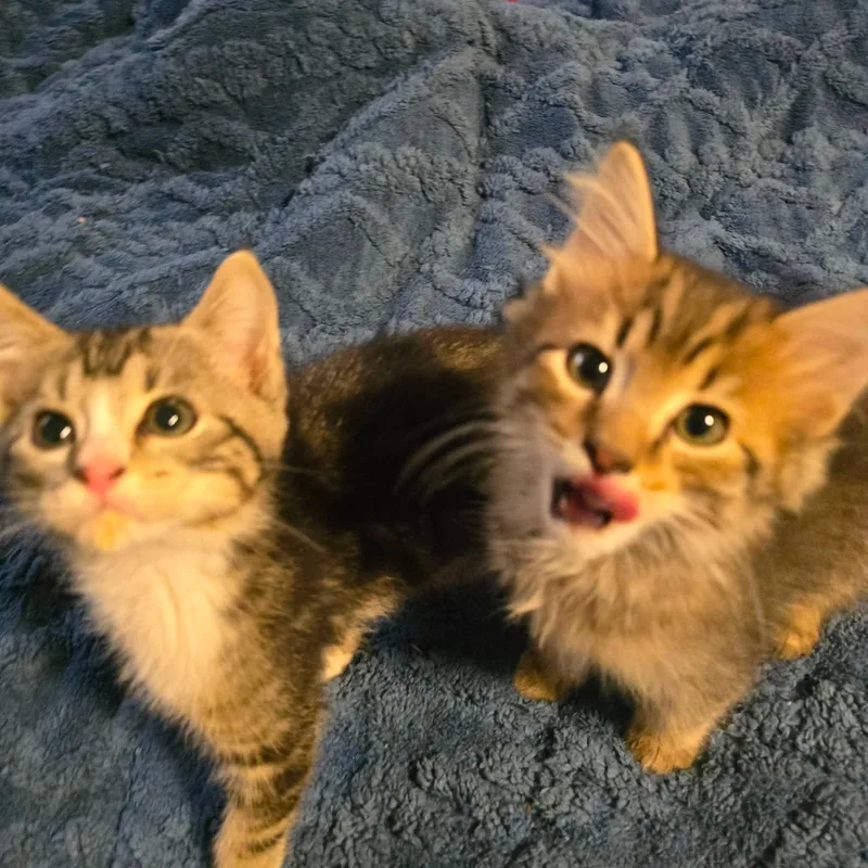 A baby medium-sized male Tabby (Brown / Chocolate) Domestic Medium Hair cat named Skip for adoption in Fort Payne, AL