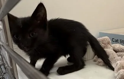 A baby small-sized male Domestic Short Hair cat named Zorro for adoption in Honolulu, HI