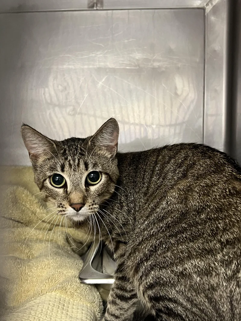 An adult medium-sized female Domestic Short Hair cat named Minnie for adoption in Chatsworth, CA