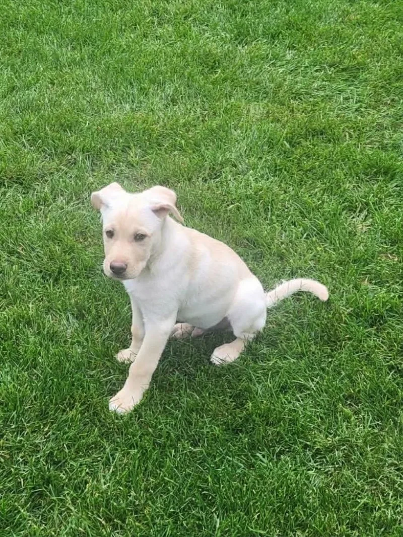 A baby medium-sized male Labrador Retriever dog named Fozzie for adoption in North Prairie, WI