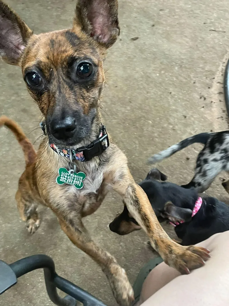 A young small-sized female Brindle Chiweenie dog named Lily for adoption in East Point, GA