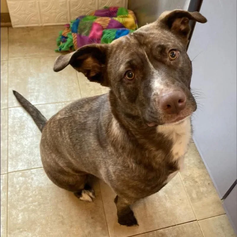 Lily Pearl thumbnail 2