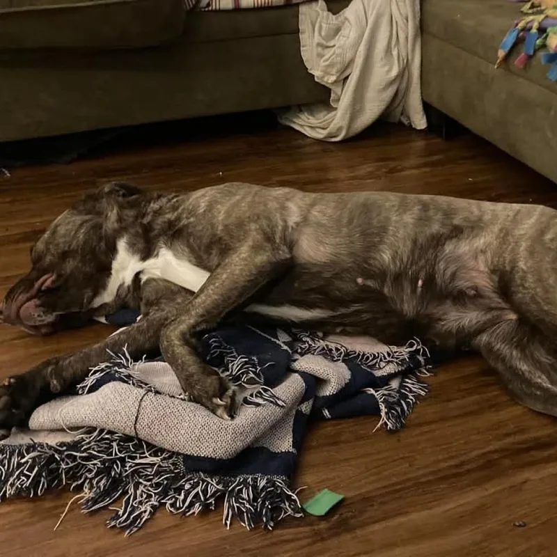 Lily Pearl thumbnail 3