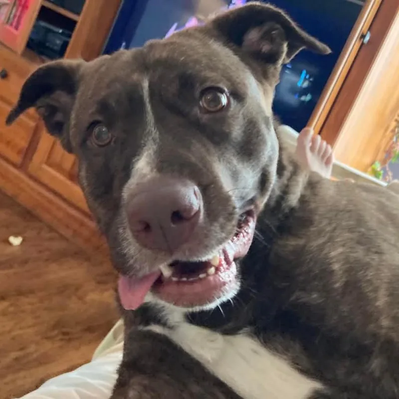 Lily Pearl thumbnail 4