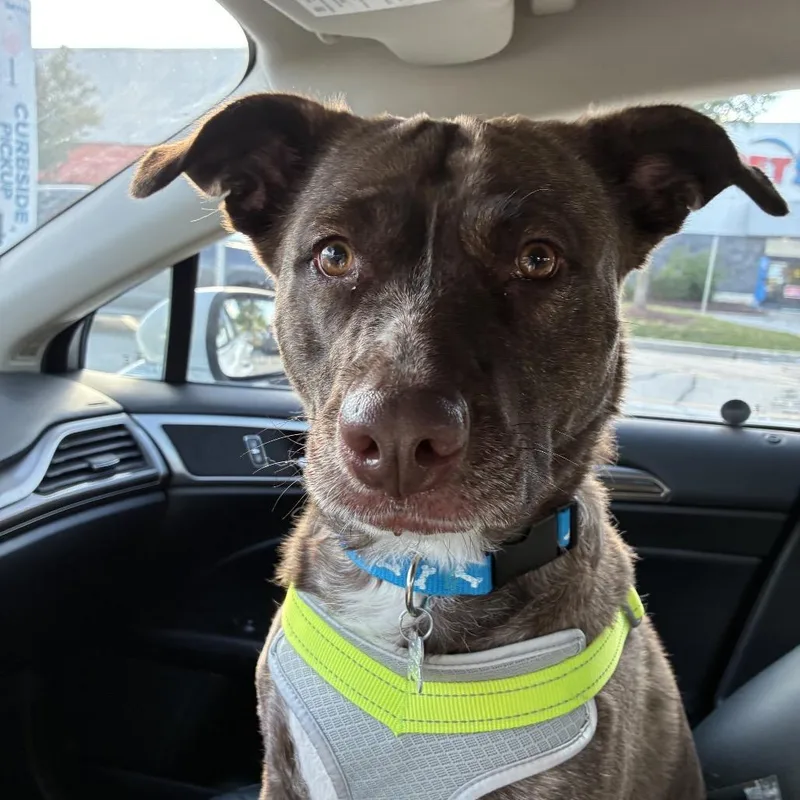 Lily Pearl thumbnail 5