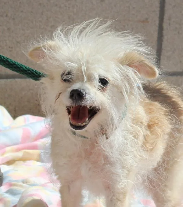 An adult small-sized female Cairn Terrier dog named Jrlyra for adoption in Oceanside, CA