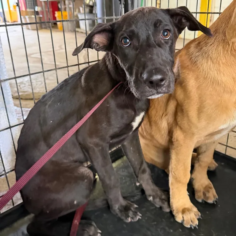 A baby medium-sized male Black Pit Bull Terrier dog named Seine for adoption in Edinburg, TX