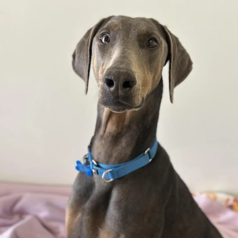 An adult medium-sized female Gray / Blue / Silver Doberman Pinscher dog named Whoppers for adoption in Kanab, UT