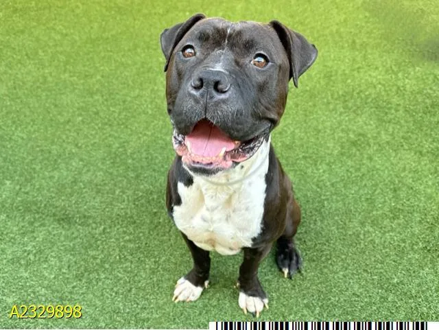 A young large-sized male Mixed Breed dog named Peter for adoption in West Palm Beach, FL