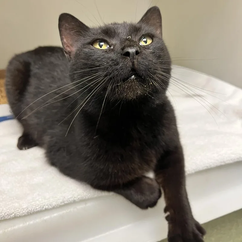 A senior medium-sized female Black Domestic Short Hair cat named Bizzy Biscuits for adoption in Harrisonburg, VA