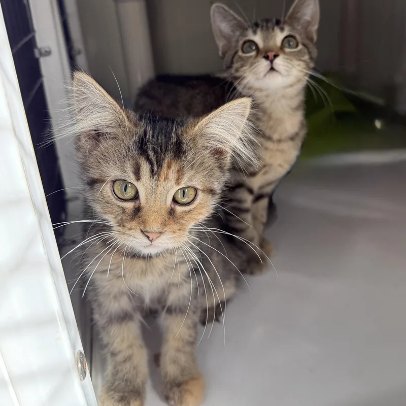 A baby large-sized female Tabby (Brown / Chocolate) Domestic Short Hair cat named Lanyard for adoption in Oconto, WI