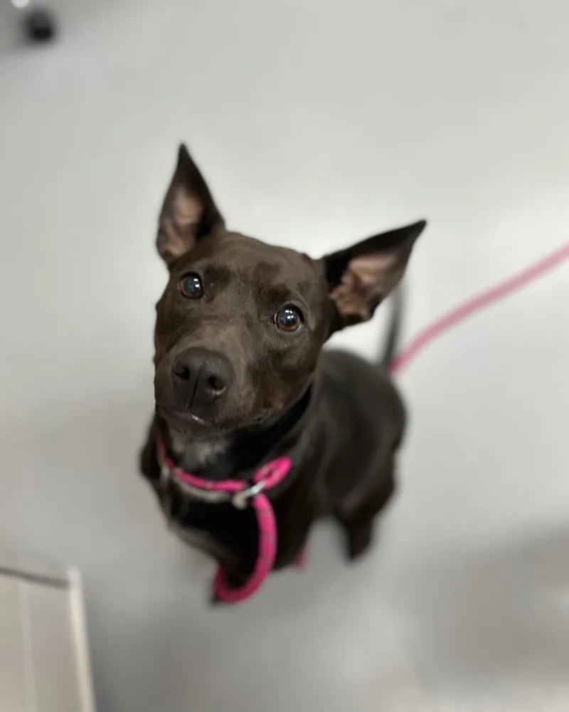 A young medium-sized female Australian Kelpie dog named AhNuBiss for adoption in Hartsville, SC