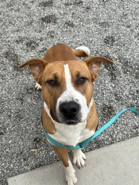 A young large-sized male Pit Bull Terrier dog named Fat Boy for adoption in Lincolnton, NC
