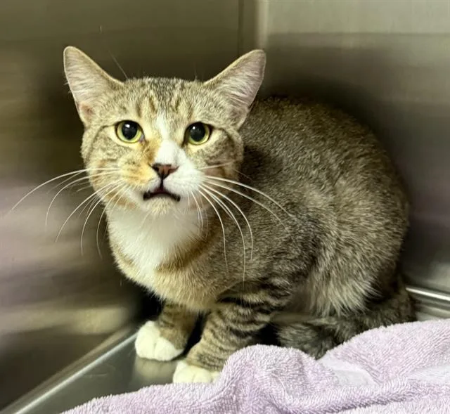 A young medium-sized male Domestic Short Hair cat named Steven for adoption in Peoria, IL
