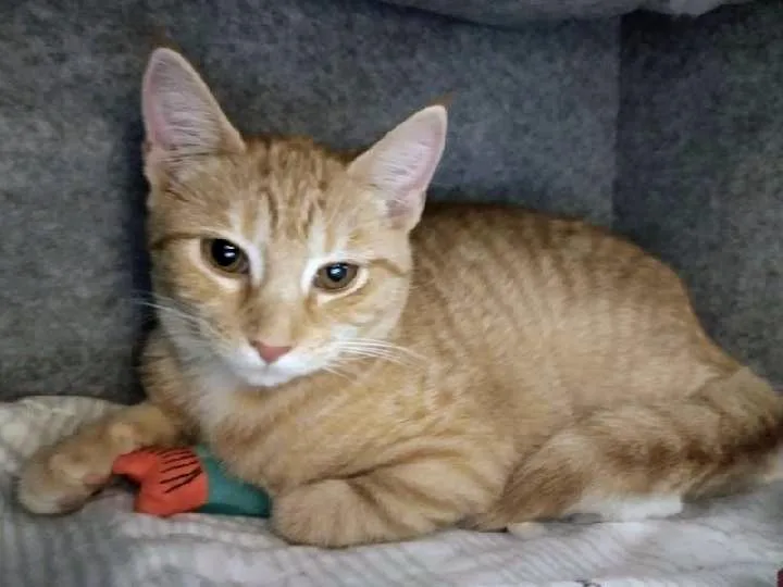 A baby medium-sized female Tabby cat named Florence for adoption in Waynesboro, VA